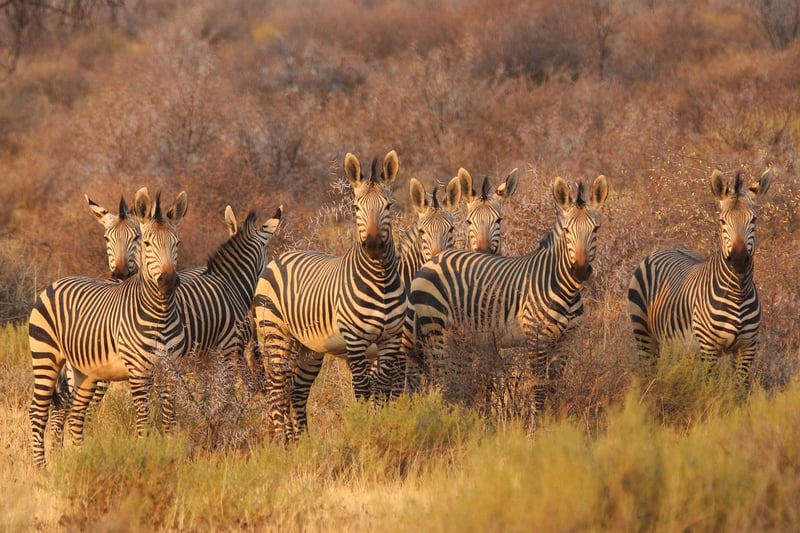 Elephants at a watering hole