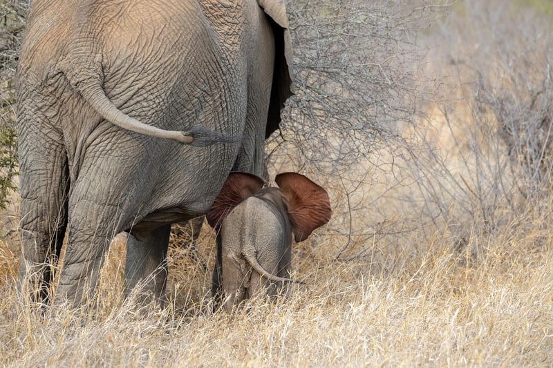 Elephant family in the wild